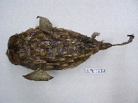 藏品(六斑二齒魨)的圖片